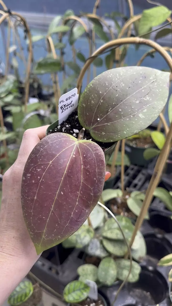 plant/PL6970: Glabra Splash Sunstressed-0