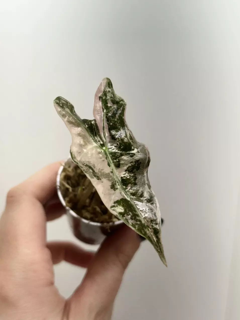 plant/Pink Nobilis-0