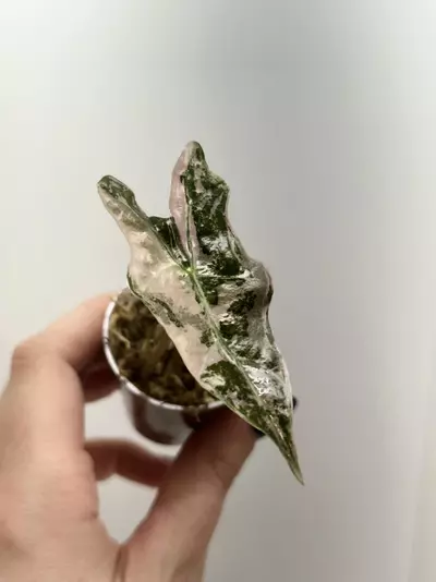 plant/Pink Nobilis-0-thumbnail