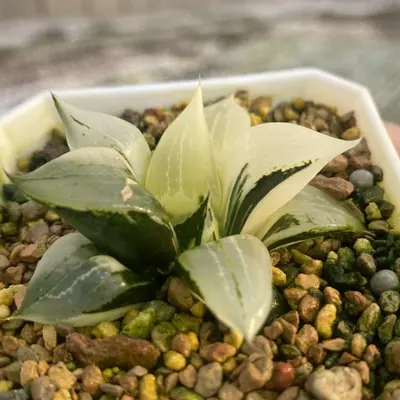 plant/Pre order for urahannya var-0-thumbnail