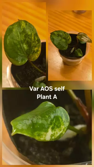 plant/Variegated AOS self-1-thumbnail