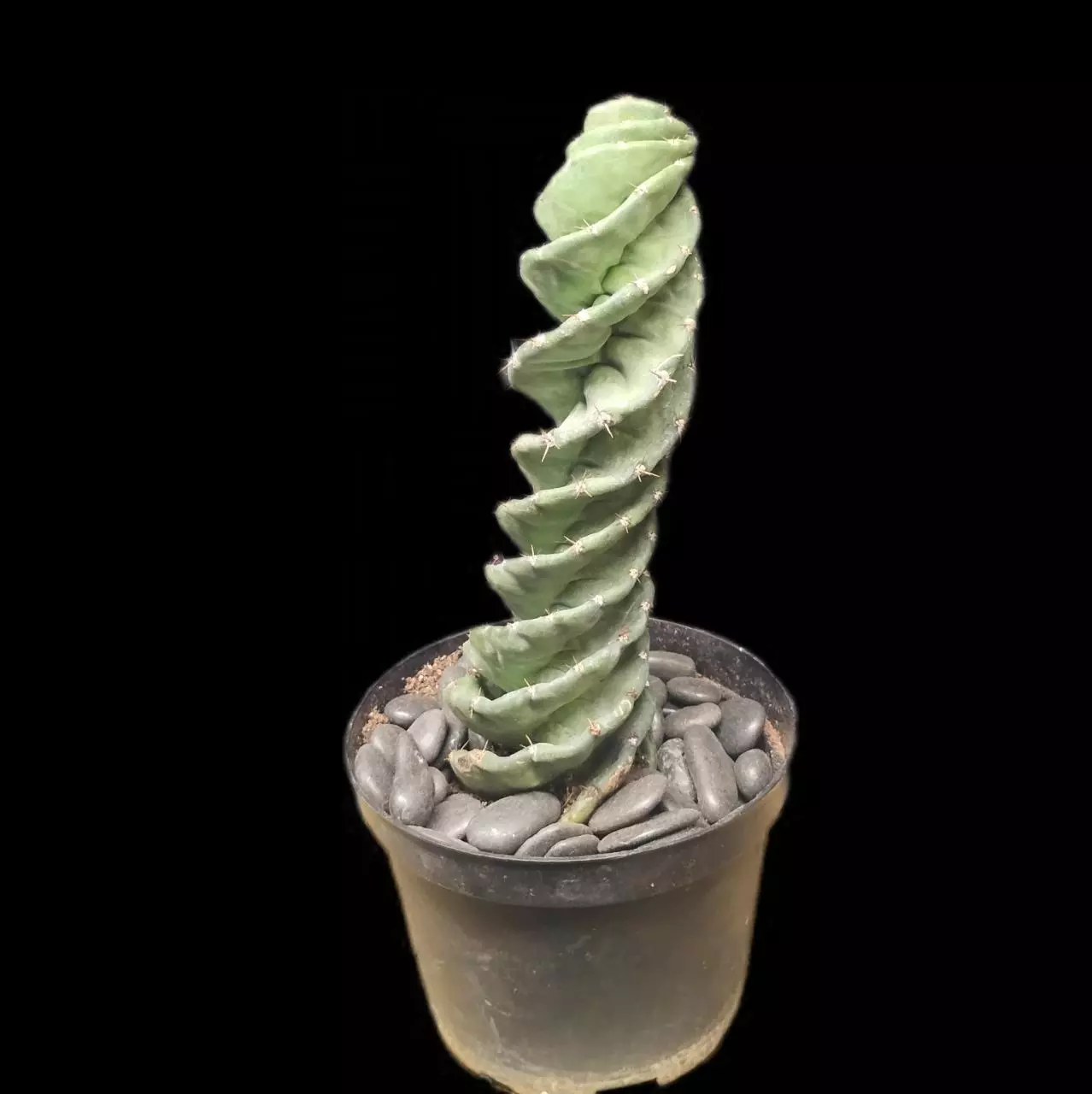 plant/Cereus forbesii 'Spiralis'-0