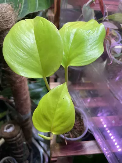 plant/Teruno São Paulo-0-thumbnail