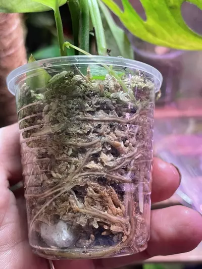 plant/3 plants ~ El Salvador & Adansonaii Monstera & String of Spades-1-thumbnail