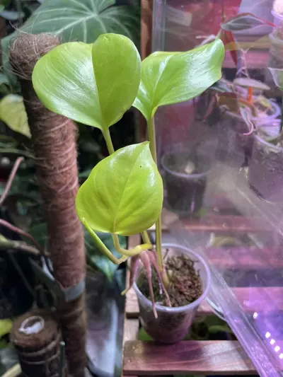 plant/Teruno São Paulo-3-thumbnail