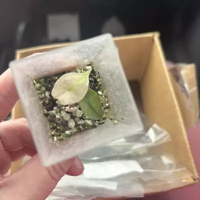 plant/Alocasia Pink Polly Ghost Acclimated Tissue Culture-0-thumbnail