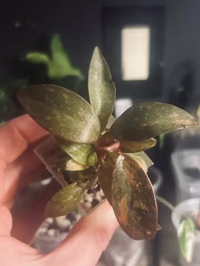 plant/Philodendron Fire Princess-0-thumbnail