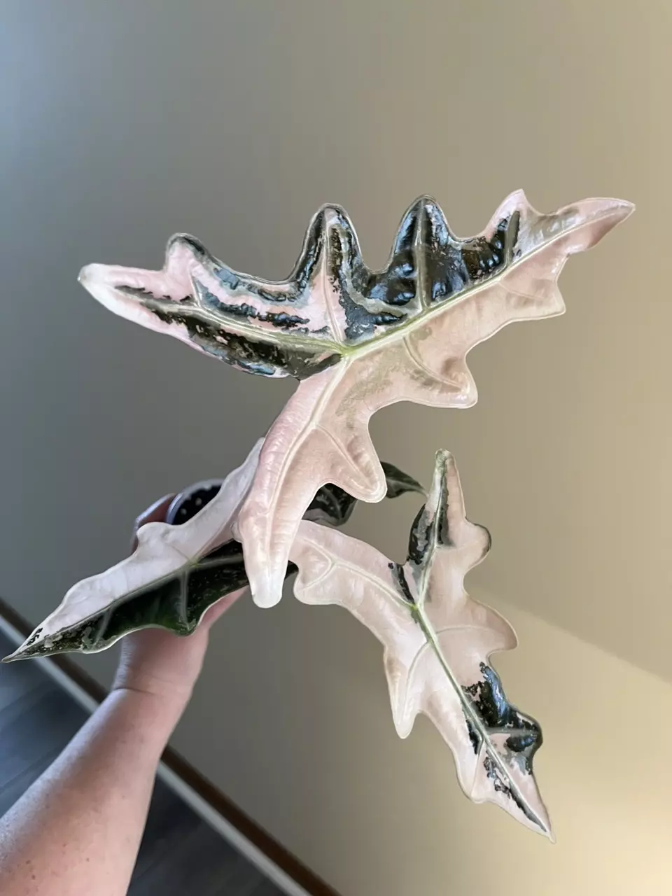 plant/Pink K Nobilis Corm-0