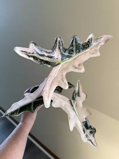 plant/Pink K Nobilis Corm-0-thumbnail