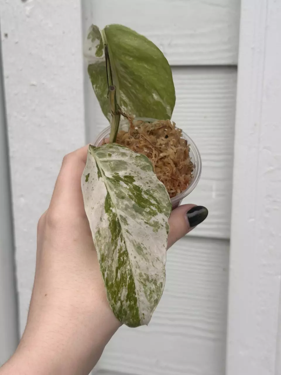 plant/Epipremnum sp hanoman-0