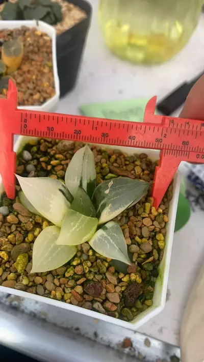 plant/Pre order for urahannya var-1-thumbnail