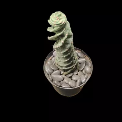 plant/Cereus forbesii 'Spiralis'-2-thumbnail
