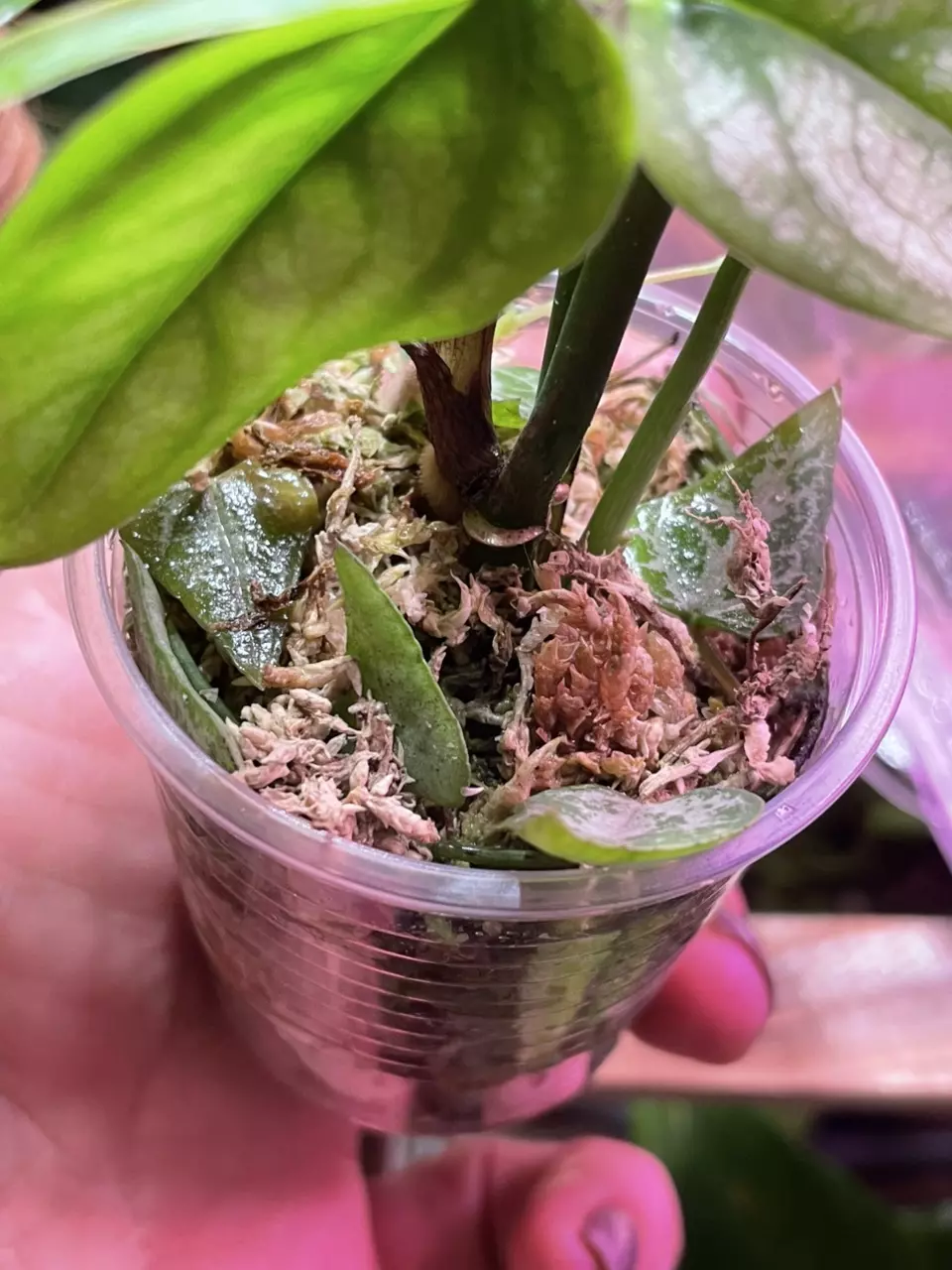 plant/3 plants ~ El Salvador & Adansonaii Monstera & String of Spades-4