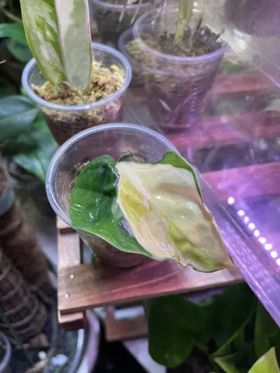 plant/Gabby Philodendron *high color*-2-thumbnail