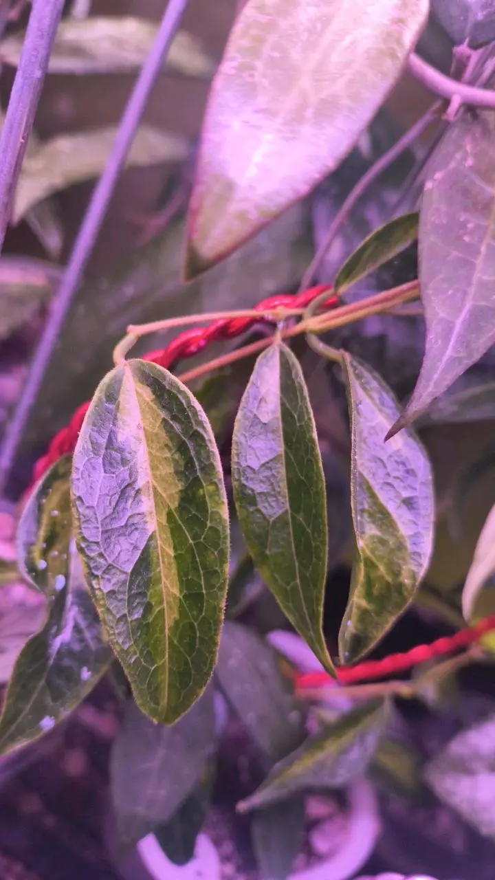 plant/Buyer specific listing-0