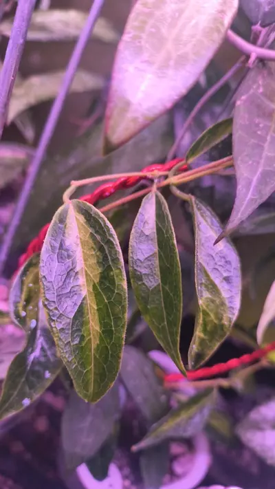 plant/Buyer specific listing-0-thumbnail