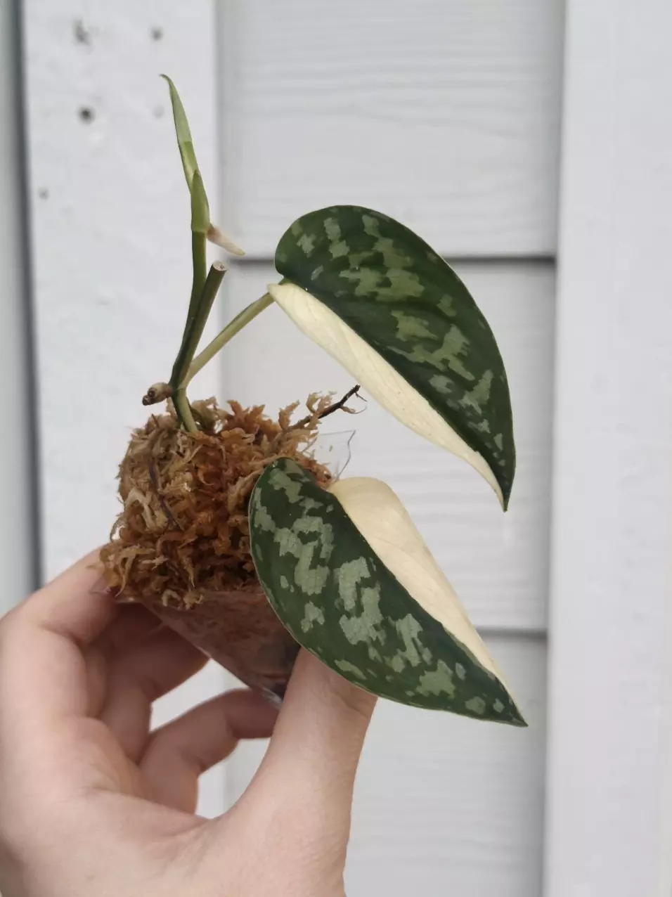 plant/Mayari three leaf-0