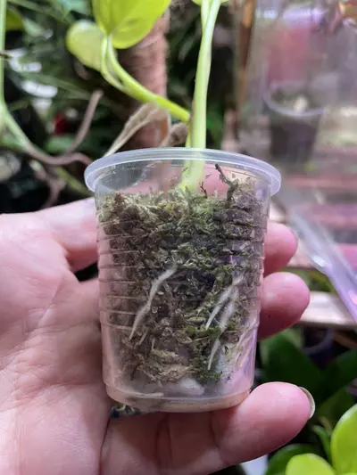 plant/Teruno São Paulo-1-thumbnail