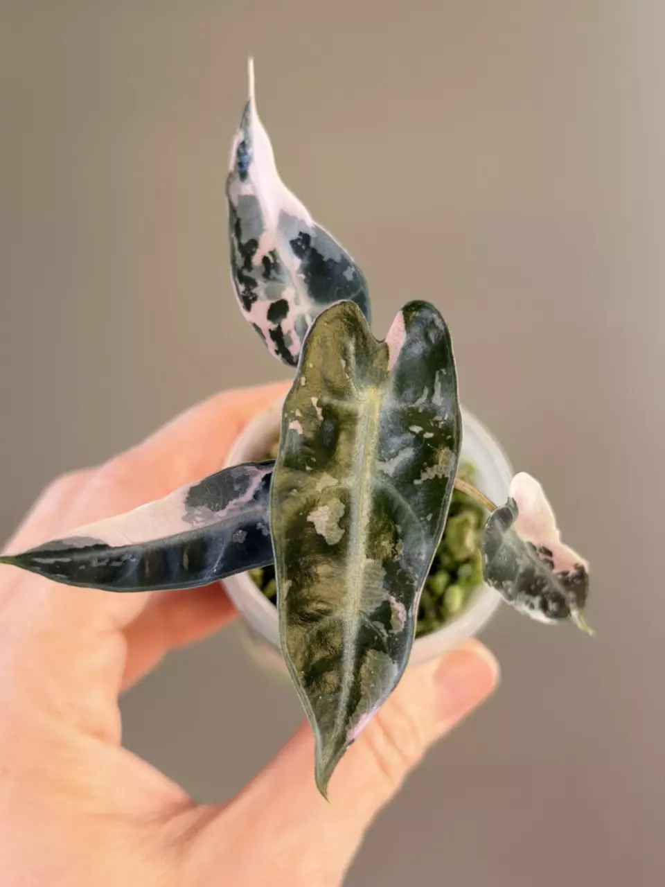 plant/515 Alocasia Pink Bambino-0