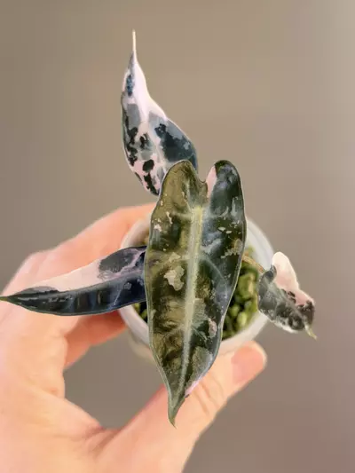 plant/515 Alocasia Pink Bambino-0-thumbnail