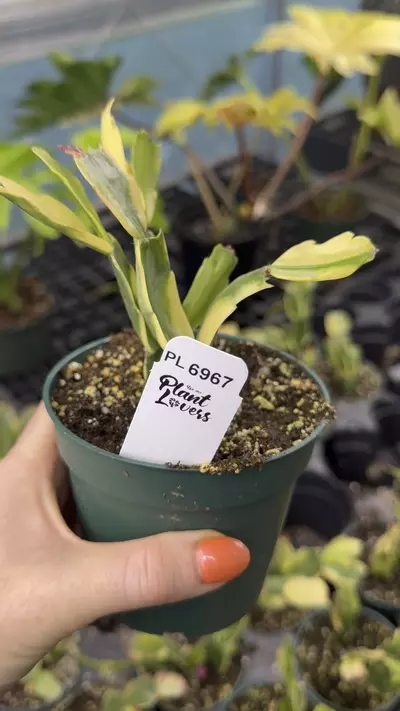 plant/PL6967: Variegated Thanksgiving Cactus-0-thumbnail