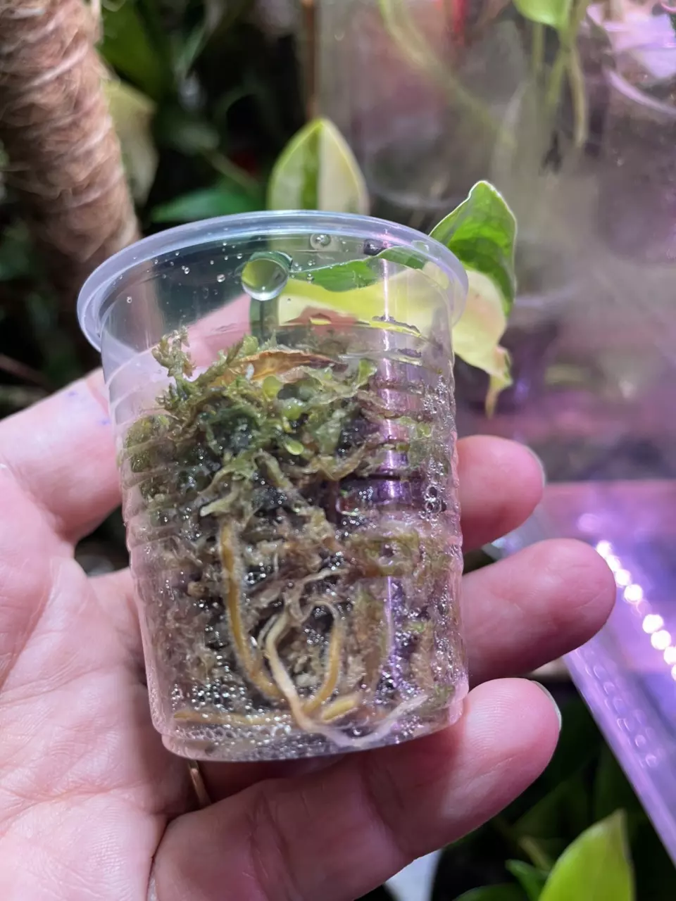 plant/Gabby Philodendron *high color*-1