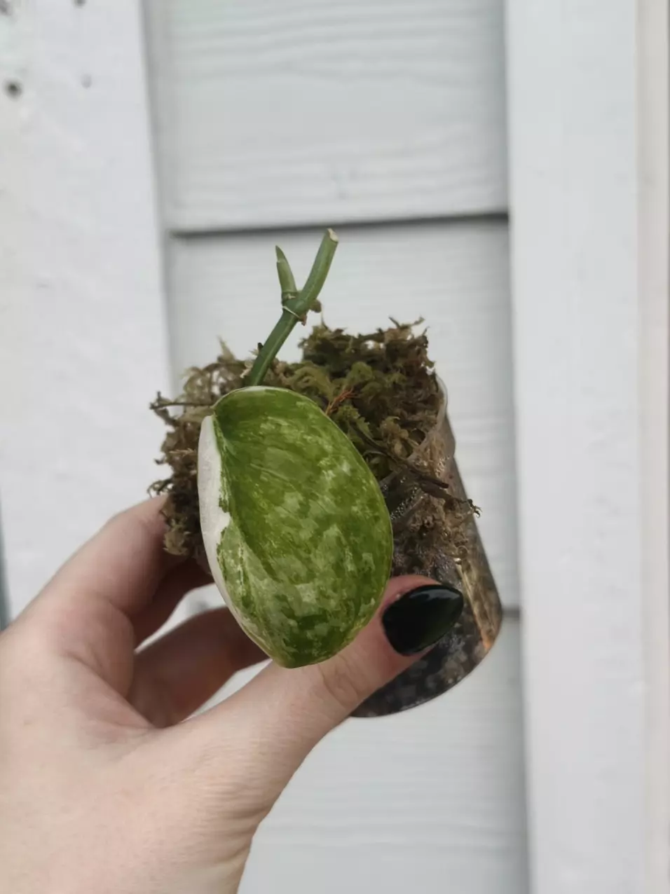 plant/Exotica albo-0