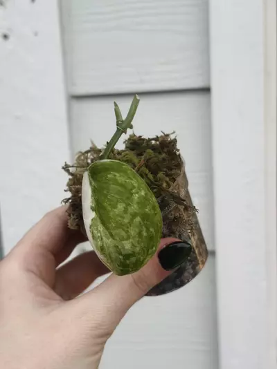 plant/Exotica albo-0-thumbnail