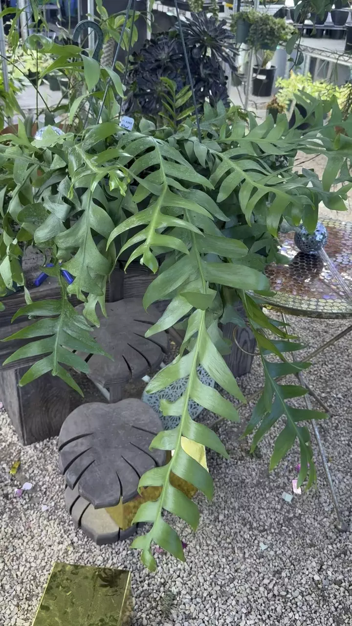 plant/PL6969: XXL 8 inch Sharktooth-0