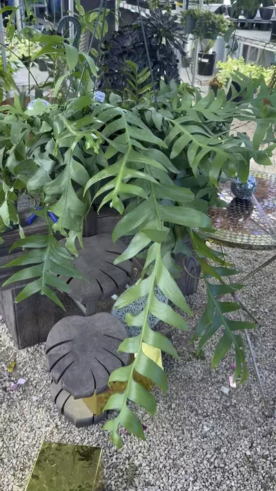 plant/PL6969: XXL 8 inch Sharktooth-0-thumbnail