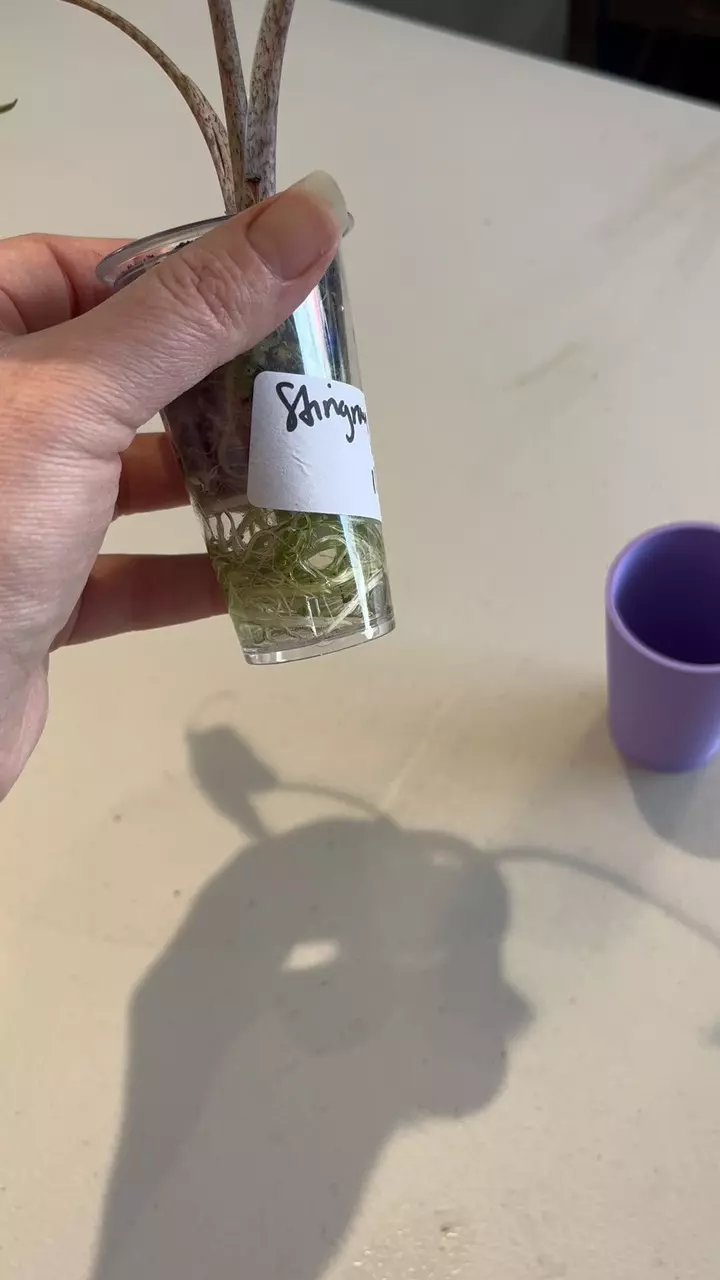 plant/3D cover cup for 3 oz desert cups-1