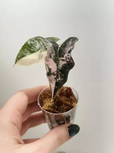 plant/Pink Nobilis-0-thumbnail