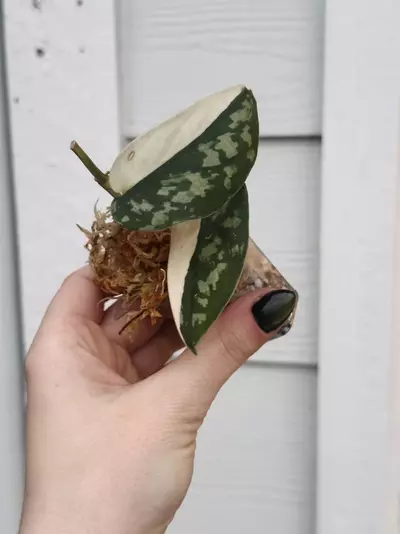 plant/Mayari-0-thumbnail