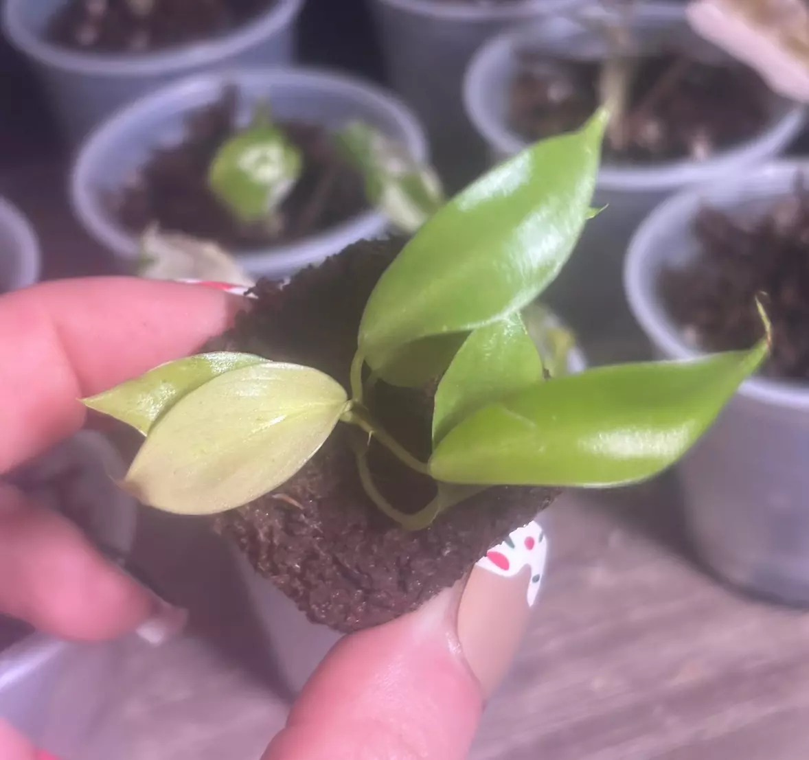 plant/Philodendron Snowdrift Variegated Acclimated Tissue Culture-0