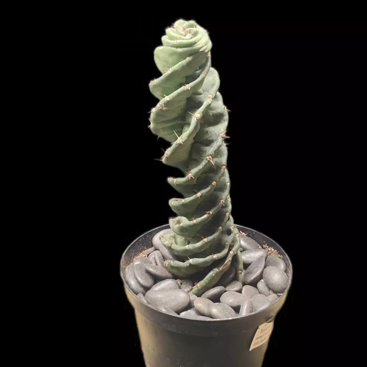 plant/Cereus forbesii 'Spiralis'-1