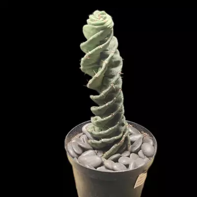 plant/Cereus forbesii 'Spiralis'-1-thumbnail