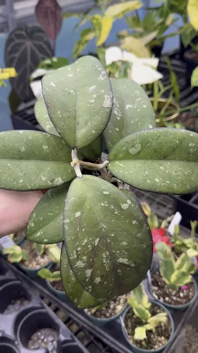 plant/PL6971: Hoya Ceerene-0-thumbnail