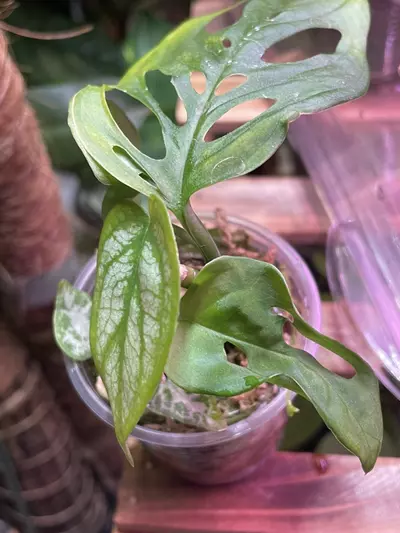 plant/3 plants ~ El Salvador & Adansonaii Monstera & String of Spades-2-thumbnail