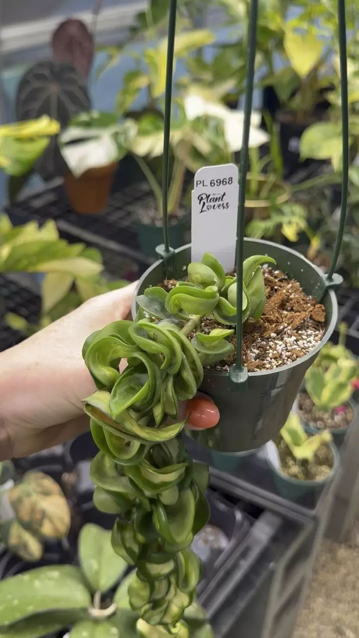 plant/PL6968: Trailing Mauna Loa-0