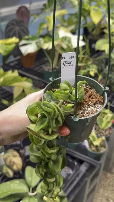 plant/PL6968: Trailing Mauna Loa-0-thumbnail