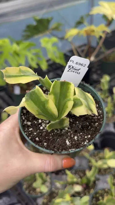 plant/PL6962: Variegated Thanksgiving Cactus-0-thumbnail