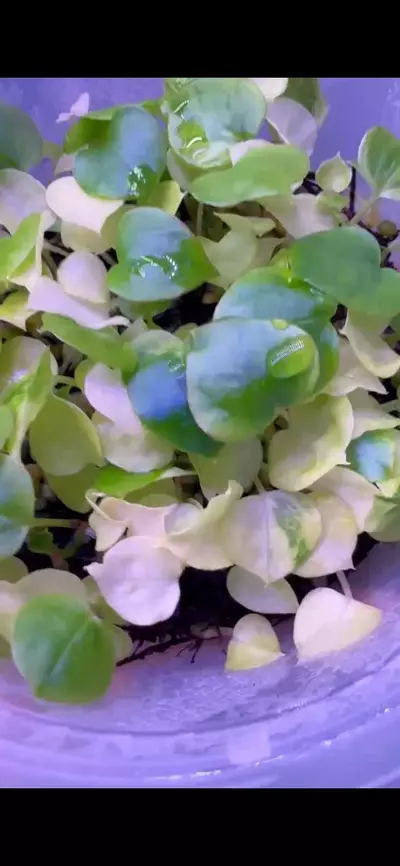 plant/Variegated AOS self-3-thumbnail