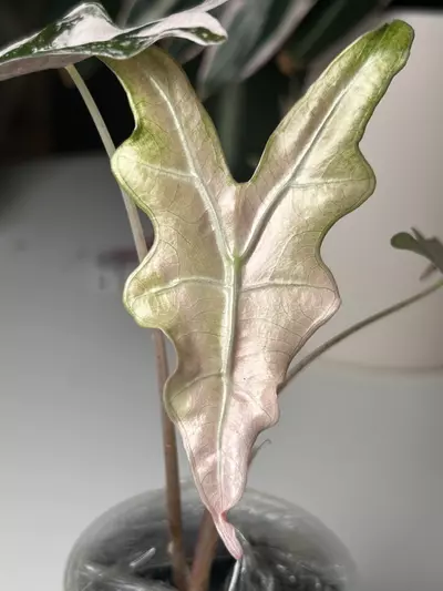 plant/Pink alocasia sanderiana Nobilis K CORM-0-thumbnail