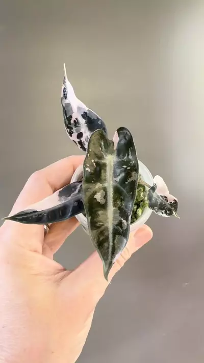 plant/515 Alocasia Pink Bambino-1-thumbnail