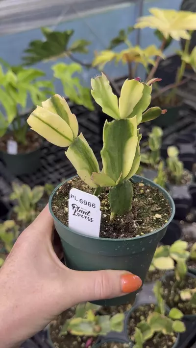 plant/PL6966: Variegated Thanksgiving Cactus-0-thumbnail