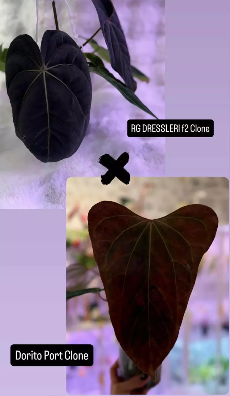 plant/RG Dressleri x Dorito Port-6