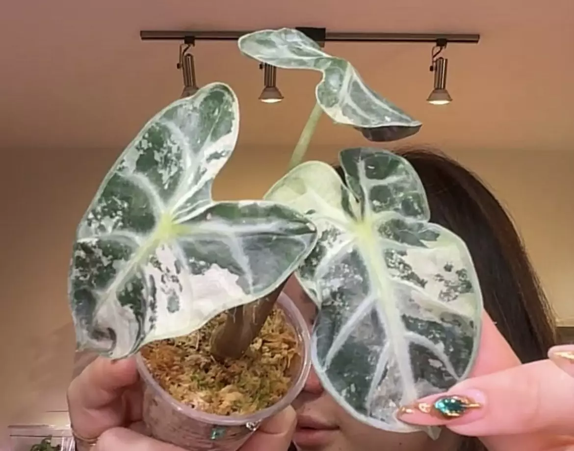 plant/#0060 Pink Heart Balloon Corm-4