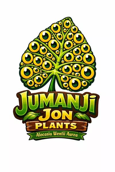 plant/Alocasia Wentii Aurea TC-0-thumbnail