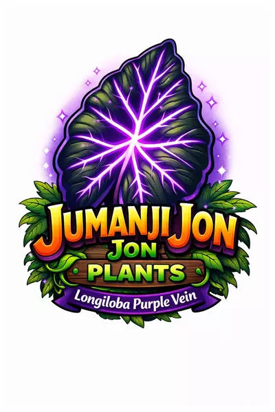 plant/Alocasia Longiloba Main Vein Purple TC-0-thumbnail