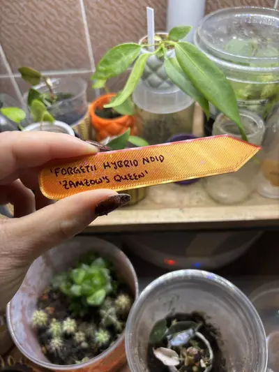 plant/Peach/Pink Holographic Plant Tags 10 pack!-8-thumbnail